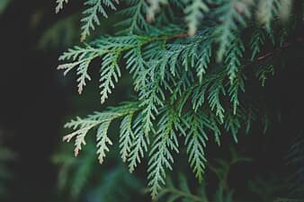 Westliche Thuja Brabant. Samen.Thuja occidentalis - Baumsamen. - Heart  Garden Studio  Samenladen