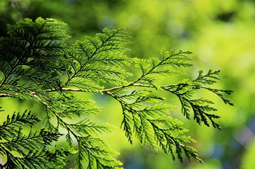 Westliche Thuja Brabant. Samen.Thuja occidentalis - Baumsamen. - Heart  Garden Studio  Samenladen