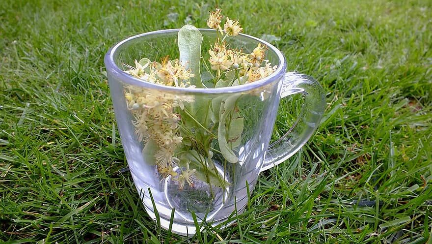 Usando Sus Propios Microorganismos: Proyecto Busca Mejorar Germinación De Semillas De árboles