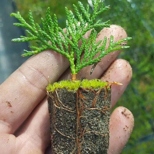 Tuya. The seeds 'Malonyana' Thuja occidentalis 'Malonyana' - Tree Seeds -  Heart Garden Studio  Seed Shop