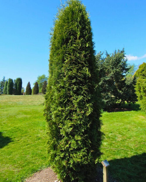 Tuya. Samen. 'Malonyana'. Thuja occidentalis 'Malonyana' - Baumsamen. -  Heart Garden Studio  Samenladen