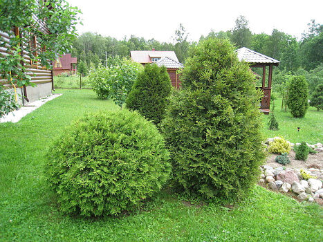thuja comp weleda Weleda Echinacea/Thuja Comp. Strength Immune On-line