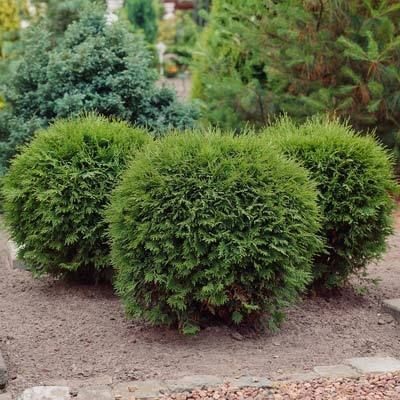 Gewhnlicher Thuja 'Woodwardii', Samen. Thuja occidentalis 'Woodwardii' -  Baumsamen. - Heart Garden Studio  Samenladen