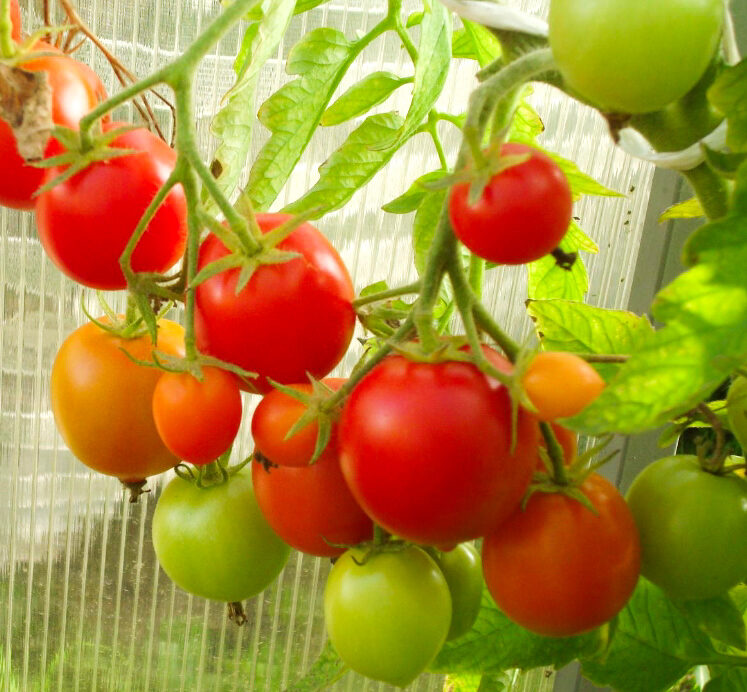 42 days tomato seeds  extra-early heirloom tomato variety