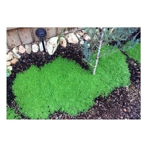 Korsische Minze  seltene, niedrig wachsende Minze | Heart Garden Studio