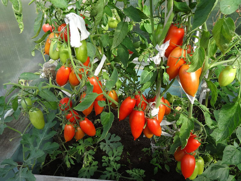 20 Semi Di Pomodoro Regina Della Notte, Varietà Colorata E Gustosa, Coltivazione Biologica 2024