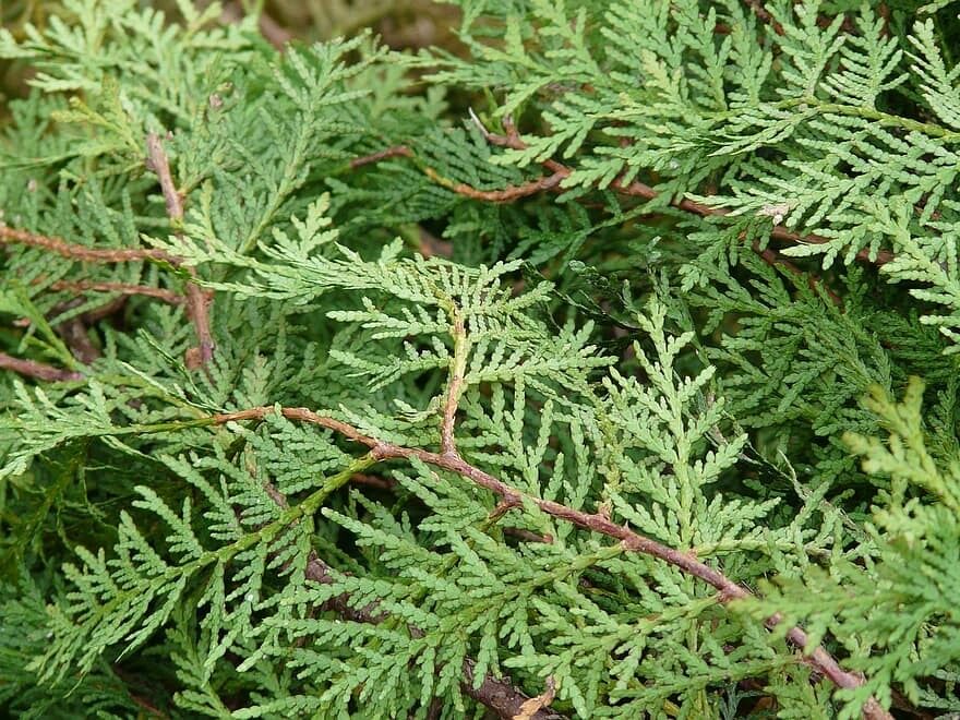 Samen der alten baumfrmigen Thuja | Thuja occidentalis