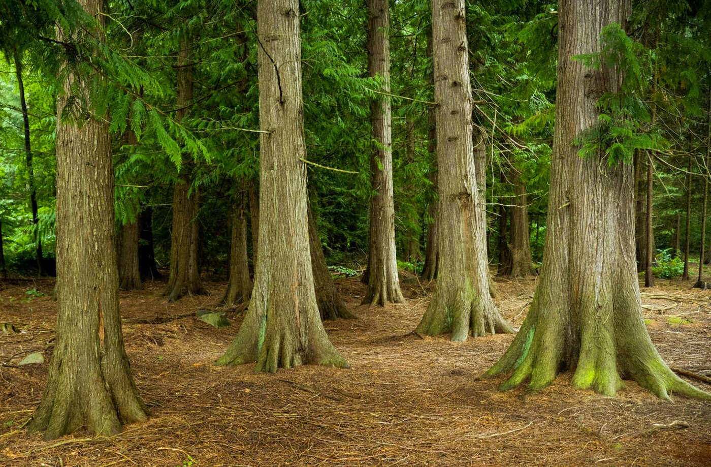 Samen der alten baumfrmigen Thuja | Thuja occidentalis