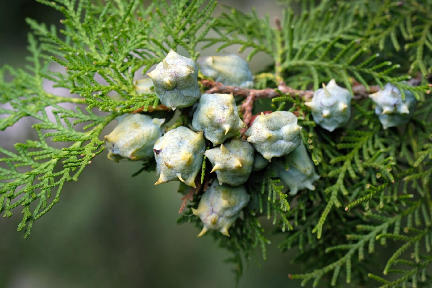 thuja canadensis Buy Tsuga canadensis 'Everitt Golden' Yellow Dwarf Hemlock — Mr Maple │ Buy  Japanese Maple Trees main image 1