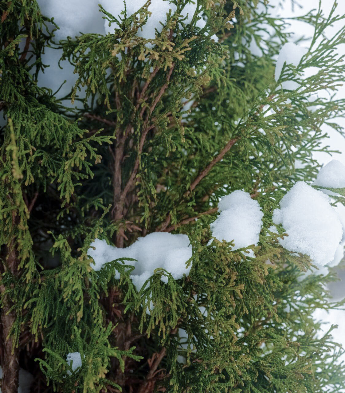 Samen der alten baumfrmigen Thuja | Thuja occidentalis