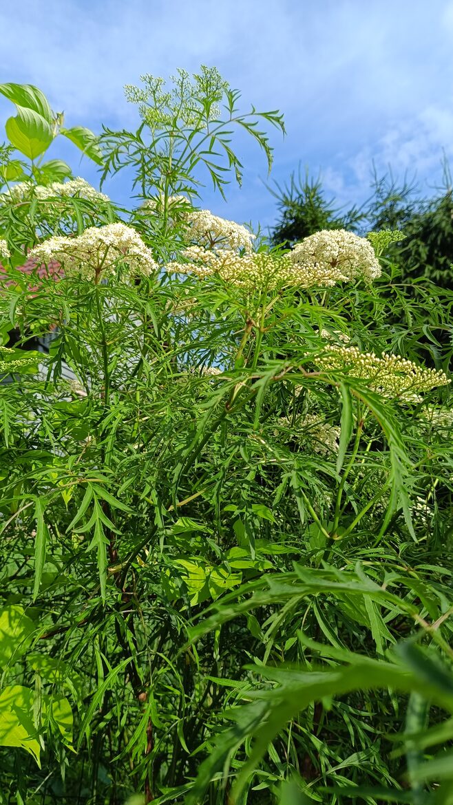Japāņu plūškoks. Melnais plūškoks. ''Linearis''. Sambucus nigra. Krūmu sēklas. 