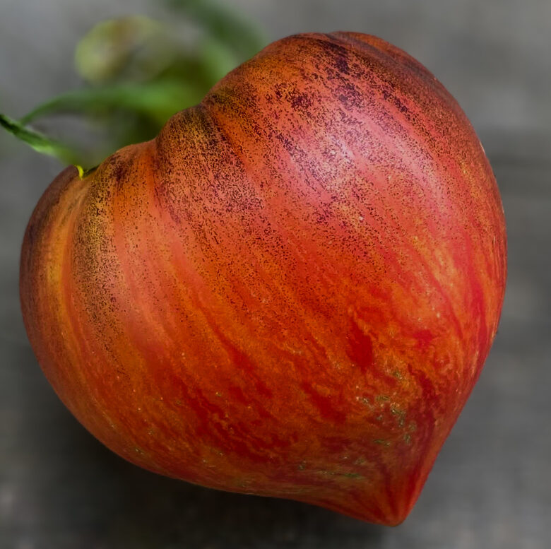Churshed Hert. Skaisti, krāsaini, izturīgi siltumnīcas/lauka tomāti.  Tomātu sēklas. 