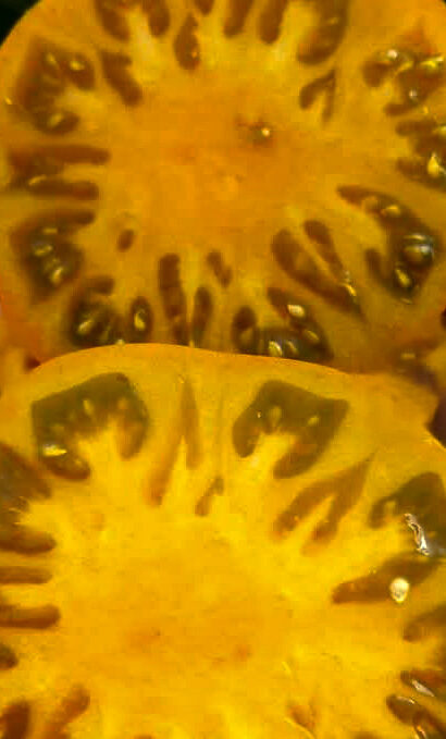 Dwarf BLAZING BEAUTY retu, skaistu, zemo  tomātu sēklas. 