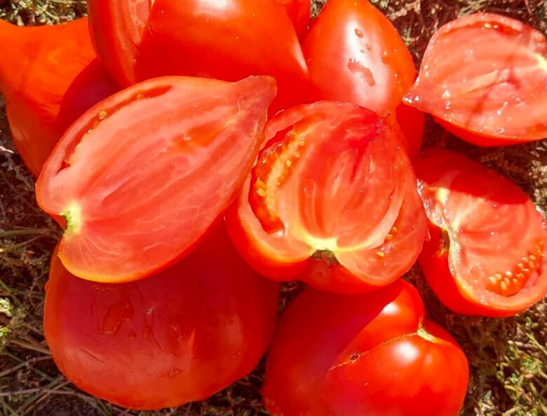 KYZYL TAU. Raudonųjų ir saldžiųjų pomidorų sėklos.