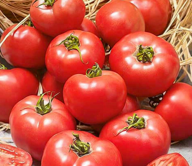 Moneymaker raudonųjų pomidorų sėklos.