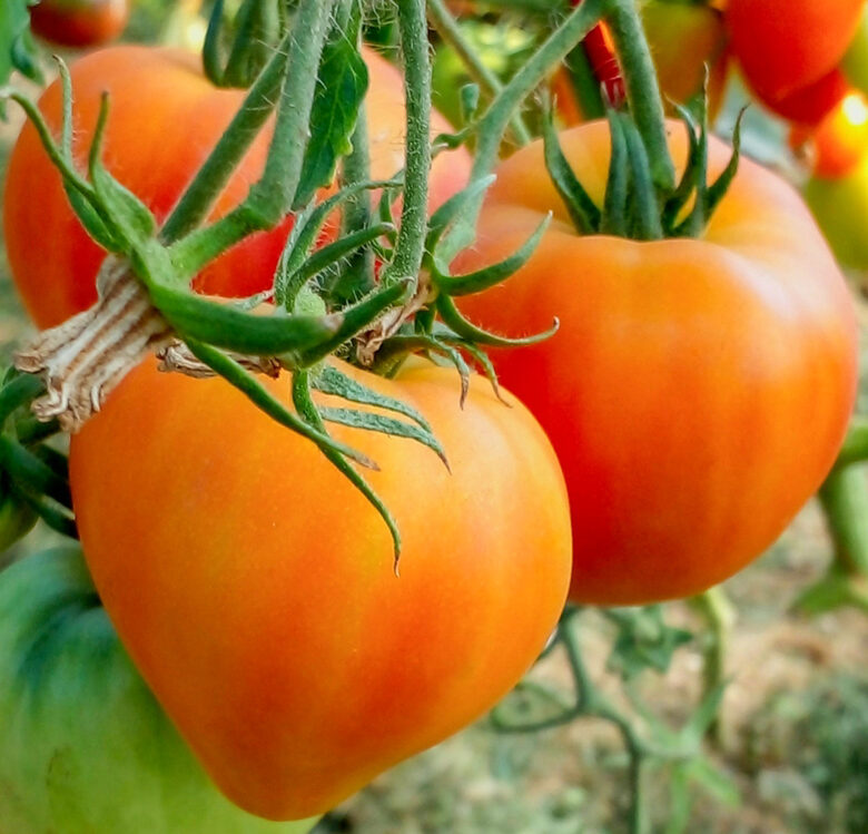 Vācu apelsīnu zemenes. (Deutsche Orangen-Erdbeere. )Sens, orandžs, vācu siltumnīcas tomāts. Sēklas. 