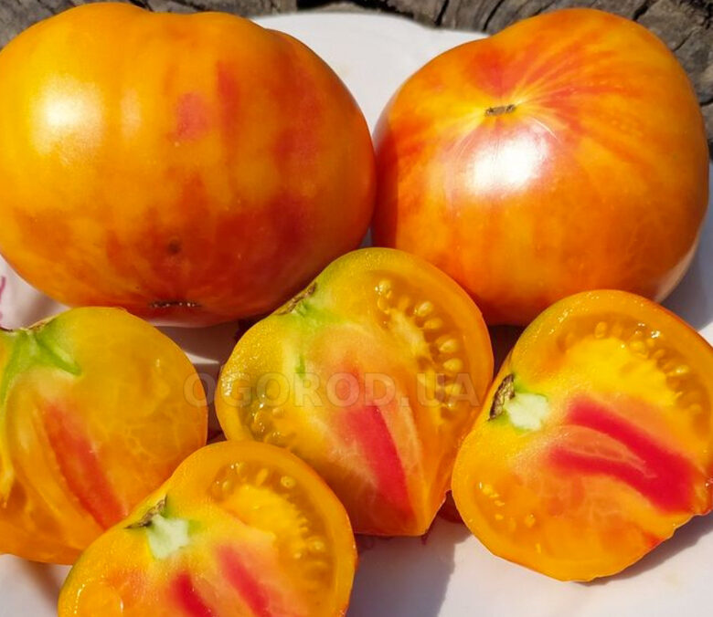 Plan 9 from outer space.  Pomidorų sėklos.