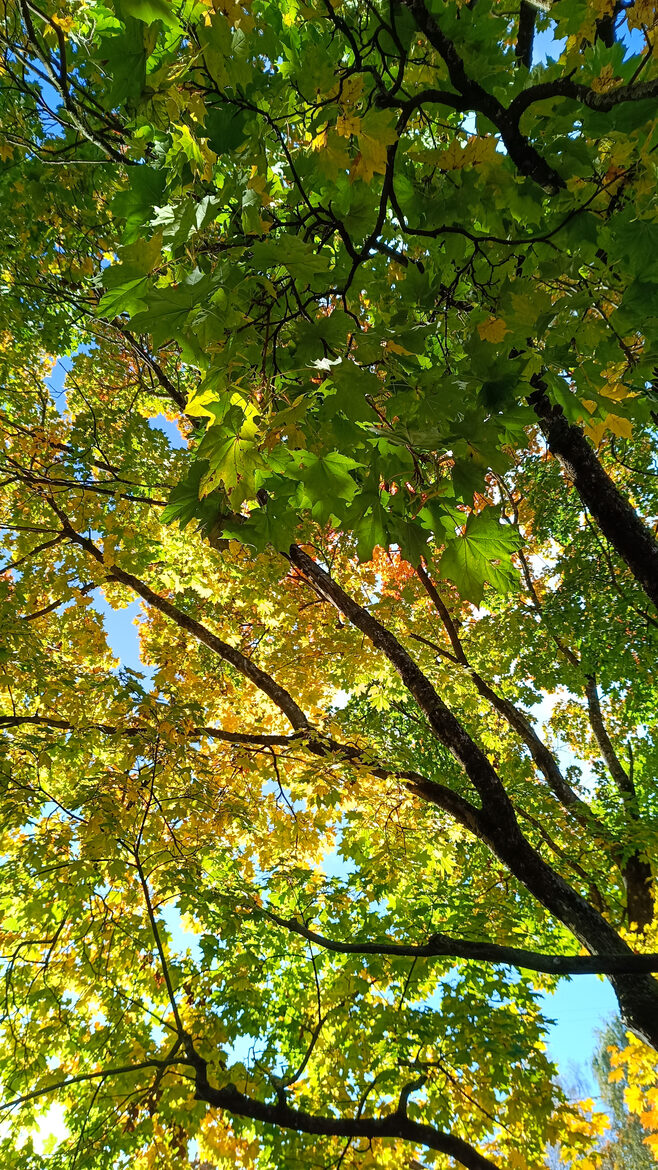 Parastā kļava. Acer platanoides L. Sēklas. 