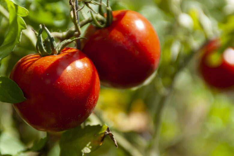 42 days tomato seeds  extra-early heirloom tomato variety