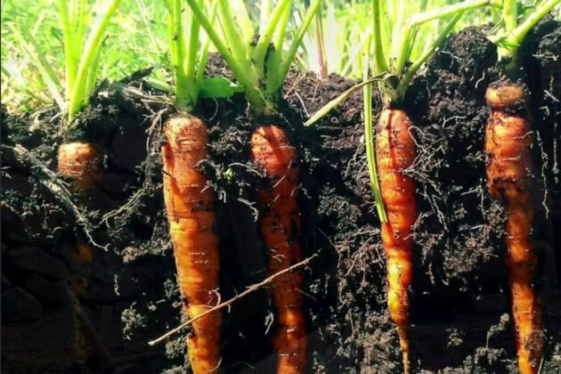  Sementes de cenoura precoce Amsterdam 2 – variedade doce e saborosa