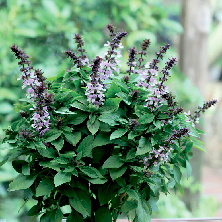  Baziliks “Spires Lavender” — dekoratīva, koša, un neparasta bazilika sēklas.