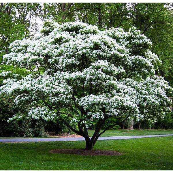 Halēzija (Halesia carolina), Maijpuķīšu koks, Sudraba zvaniņu koks,  reta, pavasarī ziedoša koka sēklas