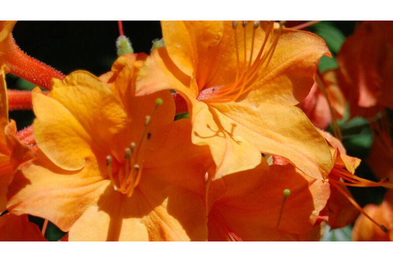 Japoninės azalijos (Rhododendron japonicum) sėklos