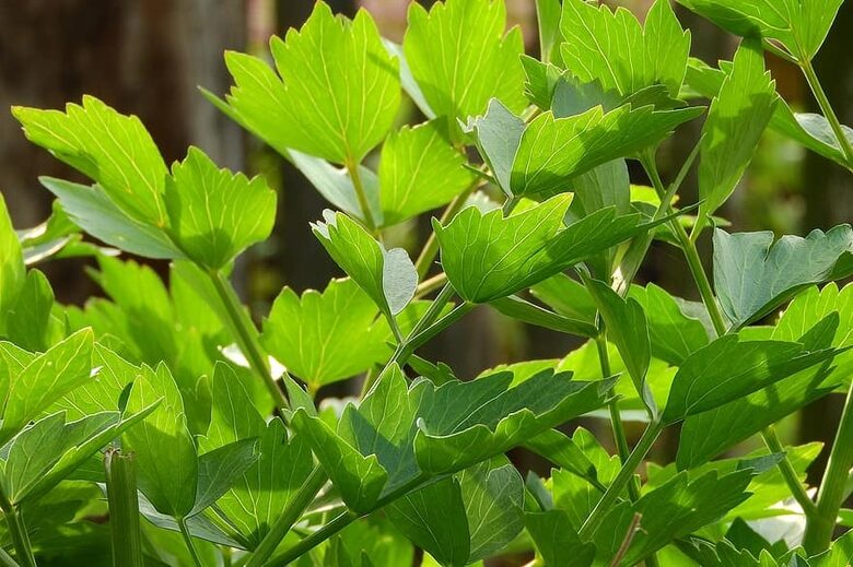 Lupstājs– smaržīgas, senas garšvielas un ārstniecības auga sēklas.