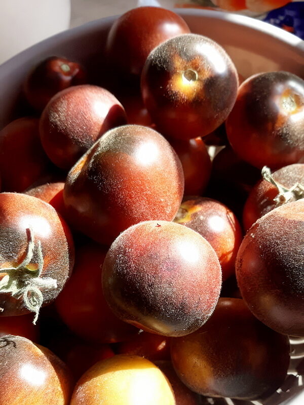 🍅 Pūkuotoji Kamanė (Woolly Kate) – aksominės pomidorų sėklos auginimui vazonuose ir šiltnamyje