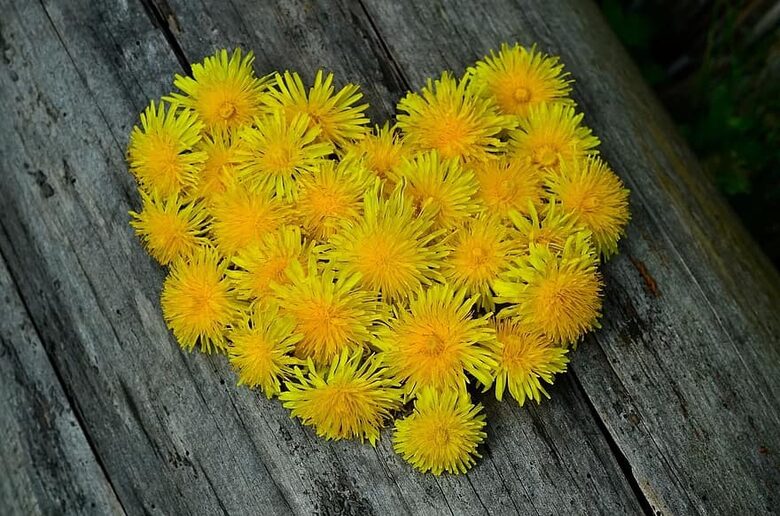 Pienene. Taraxacum oficinale. Ārstniecības augu sēklas. 