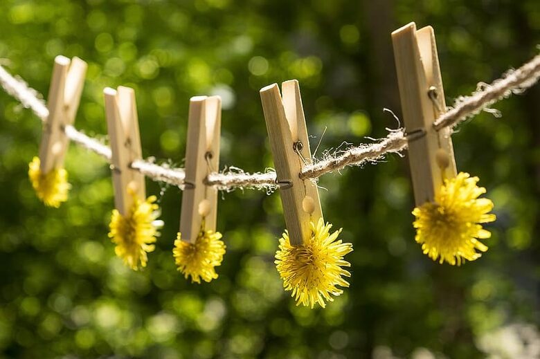 Dandelion. Taraxacum officinale. Medicinal plant seeds.