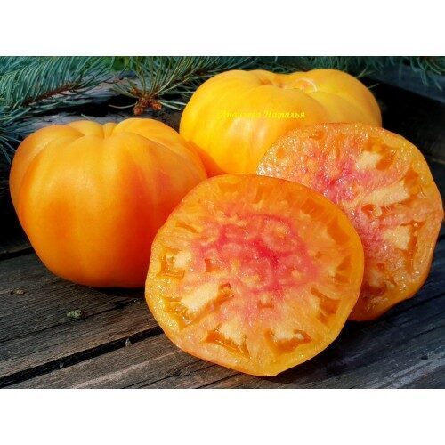 Serafima. Dzeltens ar sarkanu, siltumnīcas tomāti. Latvijas šķirne. Tomātu sēklas. 