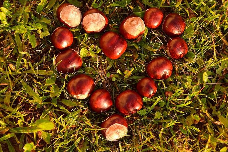 Кінський каштан (Aesculus hippocastanum) — насіння великого, гарно квітучого дерева (каштанів)