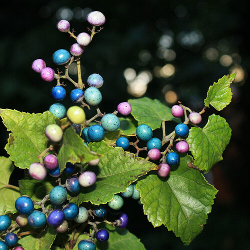 Raiblapu ampelopsis – krāšņais vīteņaugs ar neparastām lapām un ogām