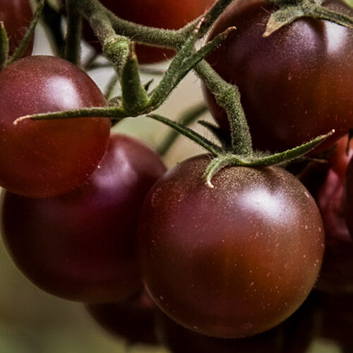Чёрный томат черри (Black Cherry) – семена сорта тёмных томатов черри