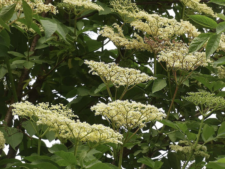 Almindelig hyld – en medicinsk havevogter med en rig historie (Sambucus nigra) – frø