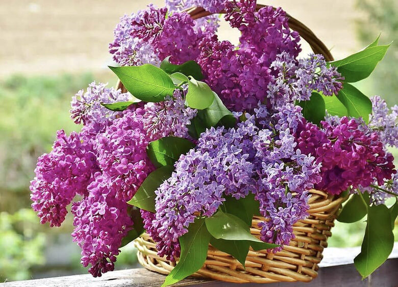 Сирень обыкновенная. Syringa vulgaris. Семена.