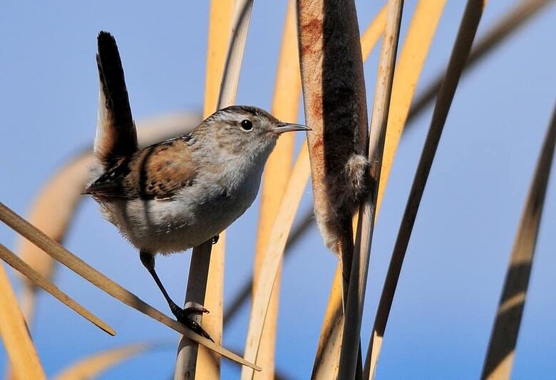 Kalmes (Acorus calamus)