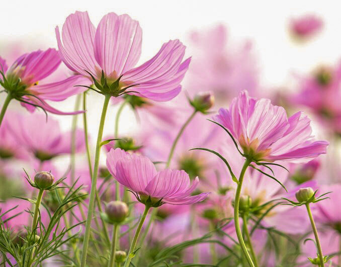 Cosmos Flowers (Cosmos bipinnatus) MIX Seeds
