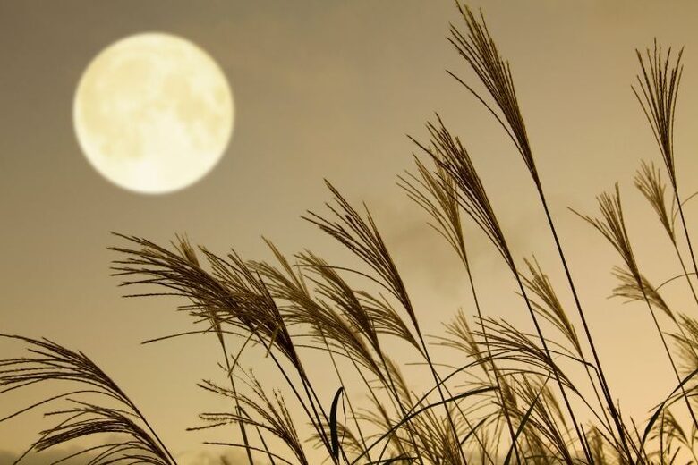 Ķīnas miskante (Miscanthus sinensis) – dekoratīvas daudzgadīgas graudzāles sēklas no Āzijas dārzu tradīcijām