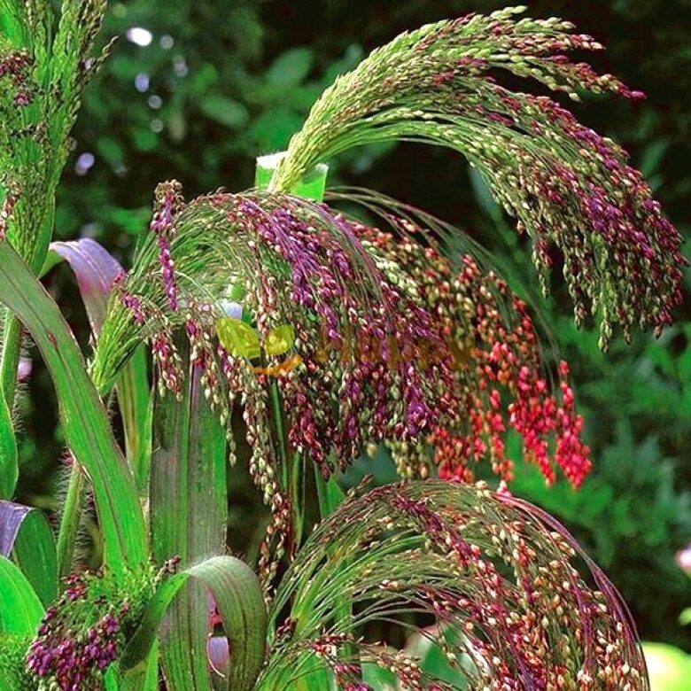 Panikgræs (Panicum violaceum) Græs. Frø