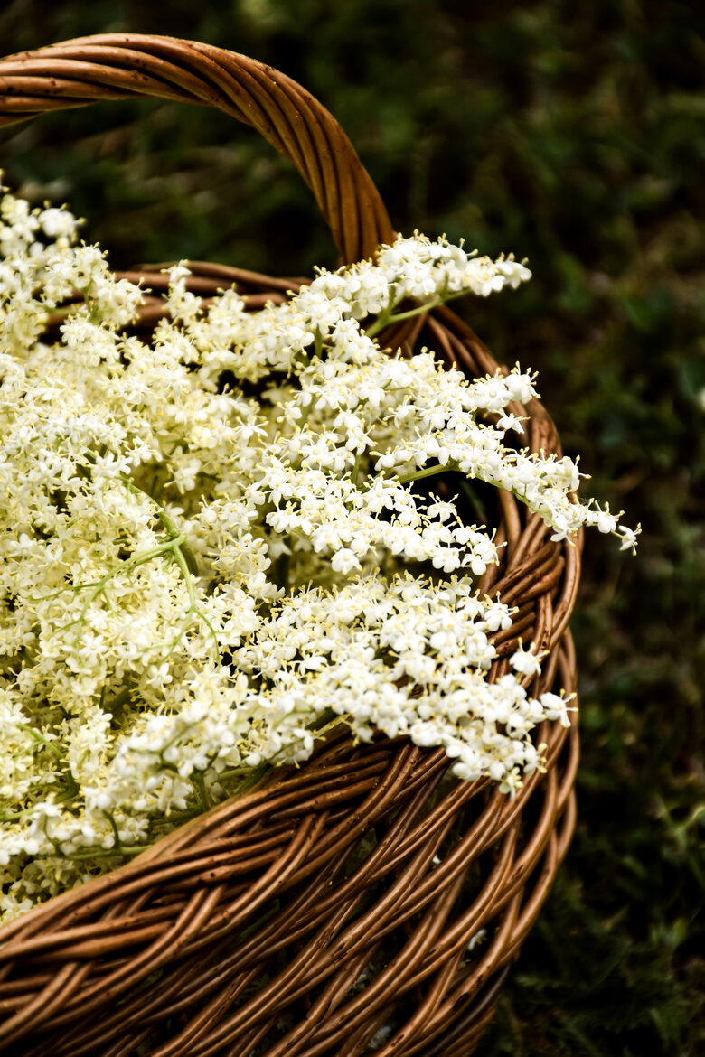  Бузина чёрная — целебный хранитель сада с богатой историей (Sambucus nigra) — семена