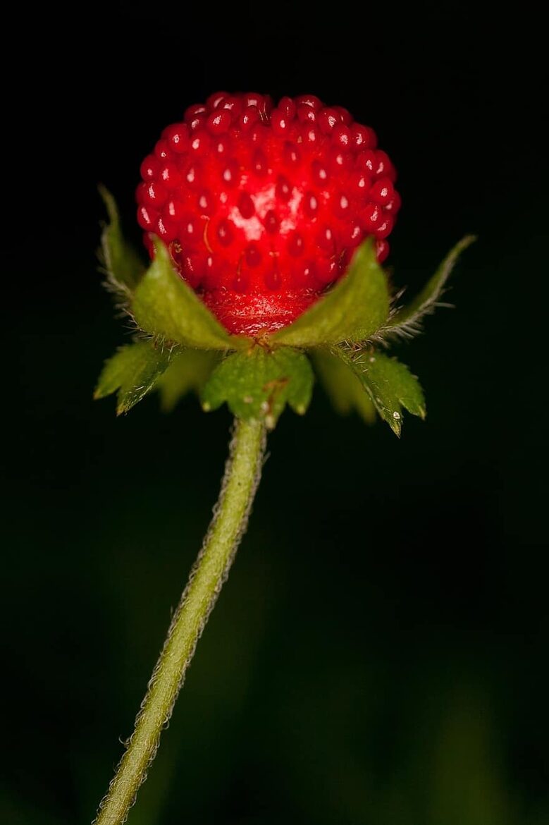 Spradzenes (Fragaria viridis)