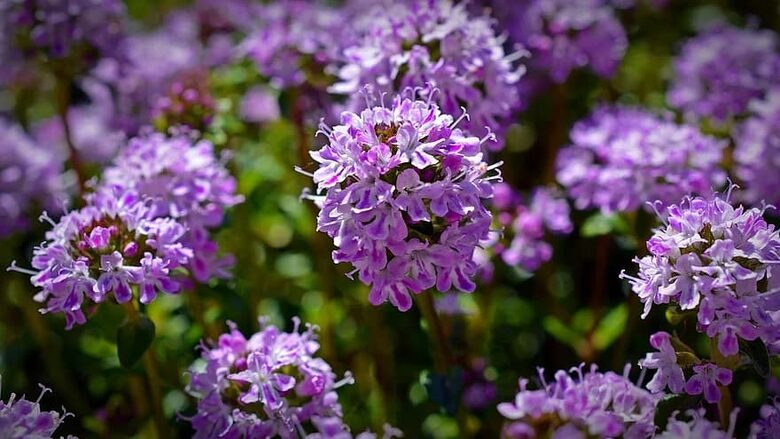  Thyme (Thymus vulgaris)