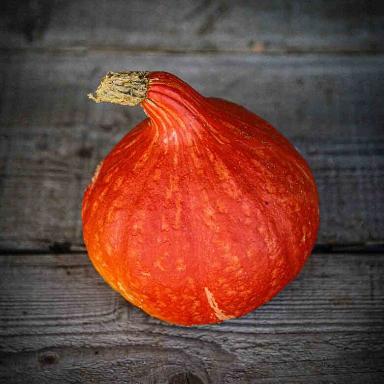 Sementes de abóbora Uchiki Kuri, Hokkaido, Red Kuri ou abóbora japonesa tipo castanha (ウチキクリ／栗かぼちゃ)