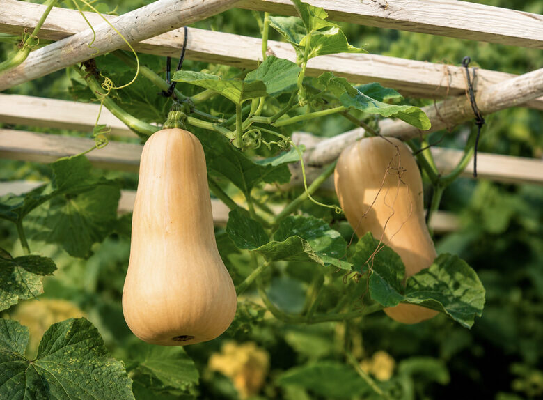  Courge „Courge musquée de Waltham” (Waltham Butternut) – graines de courge