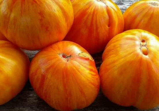 VECHERNY ALMATI. Raudonųjų pomidorų sėklos.