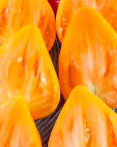 ZAILIYSKY ALATAU Geltonųjų pomidorų sėklos.