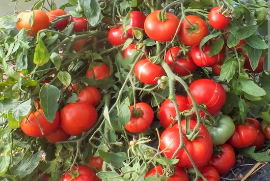  Tomate Anão Mongol (Монгольский карлик) – sementes de tomate precoce e resistente para cultivo ao ar livre