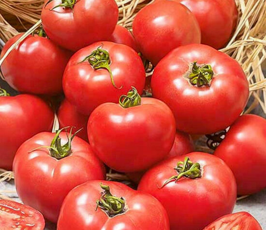 Moneymaker raudonųjų pomidorų sėklos.